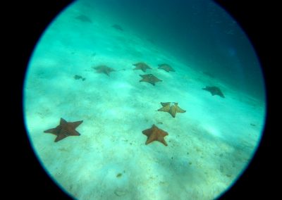 Estrelas do Mar