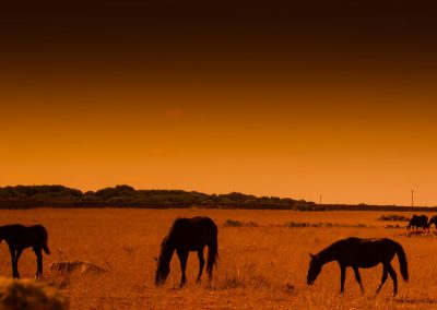 Cavalos em Menorca